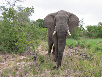 Watchful elephant, Kruger, South Africa 2013